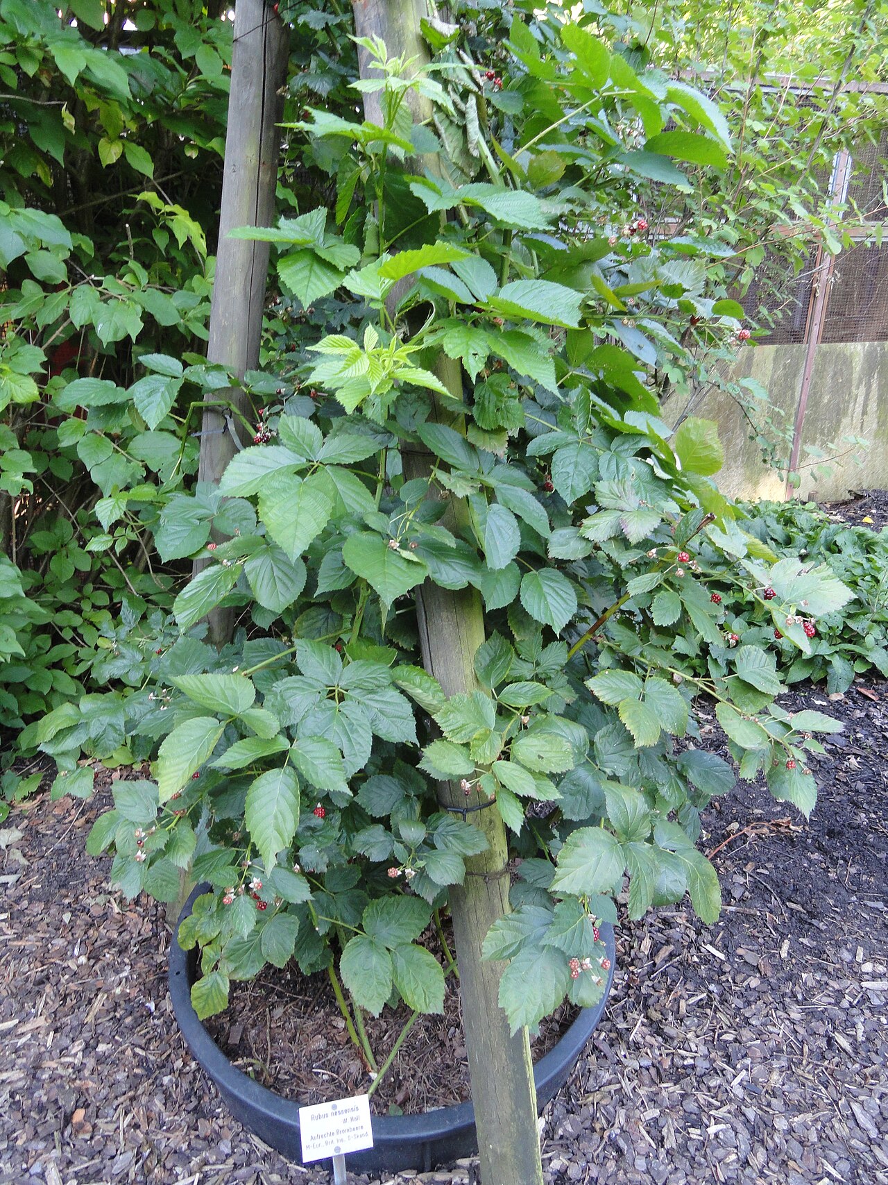 Rubus nessensis