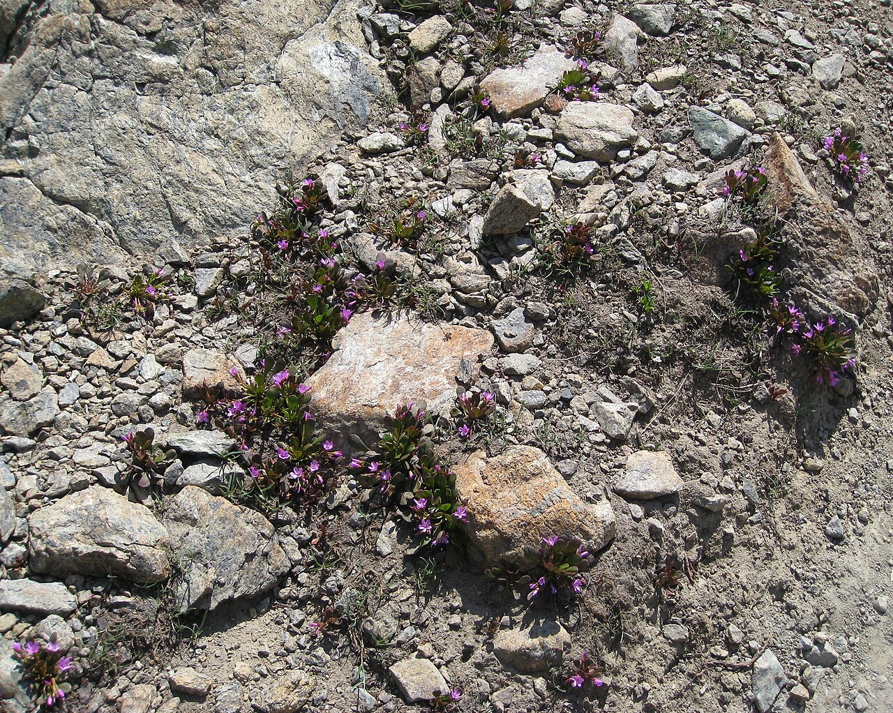 Claytonia megarhiza