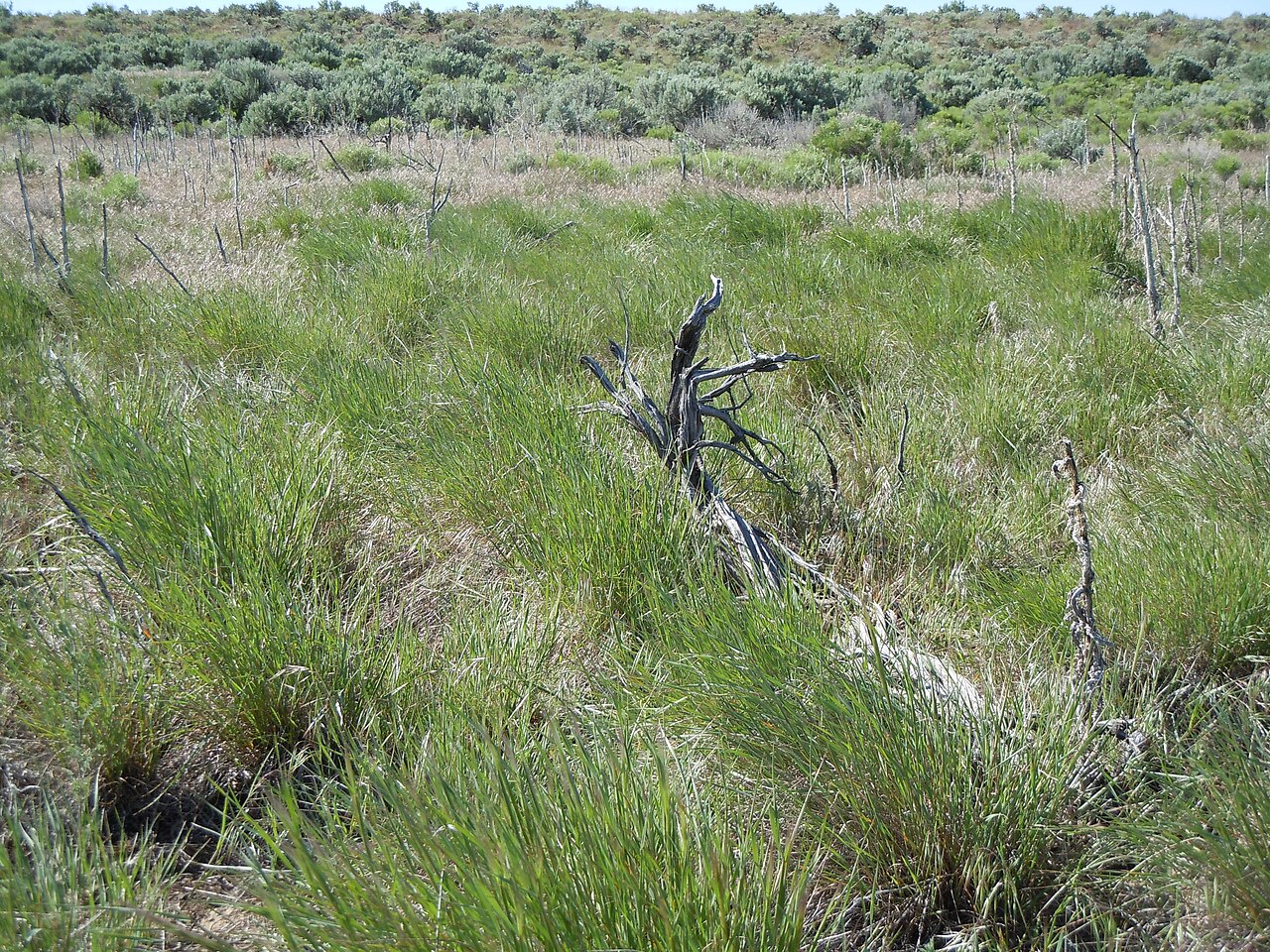 Elymus elymoides