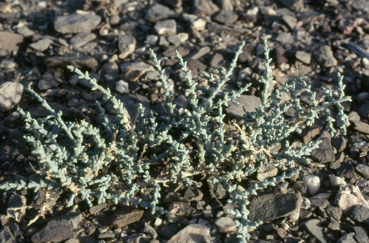 Halothamnus iranicus