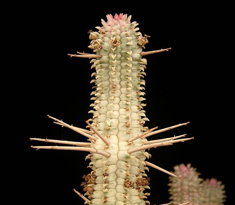 Euphorbia mammillaris