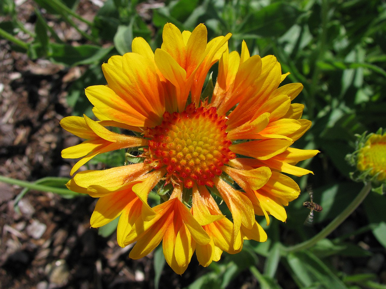 Gaillardia ×grandiflora