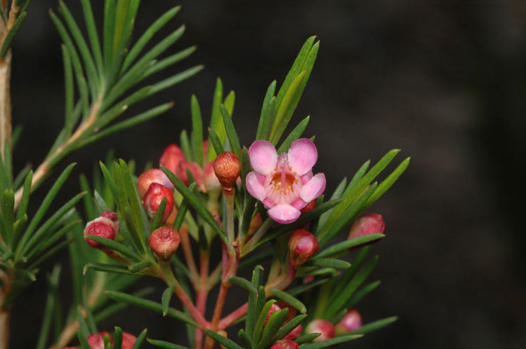 Verticordia apecta