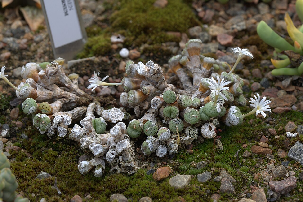 Conophytum fraternum