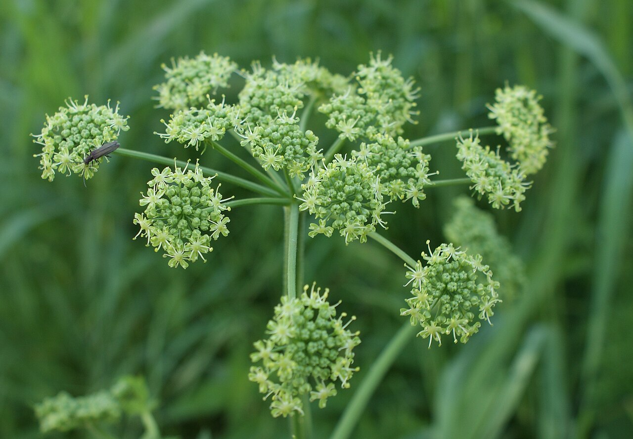 Heracleum sibiricum