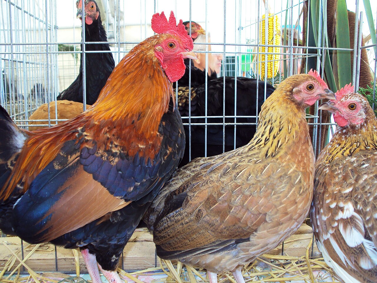 Croatian Bantam