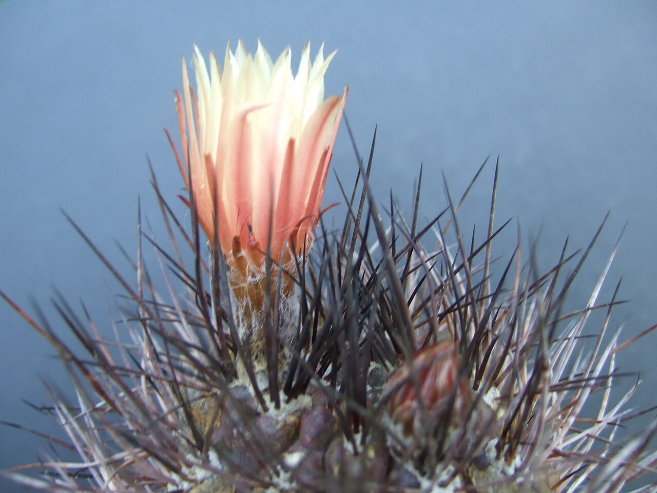 Eriosyce kunzei