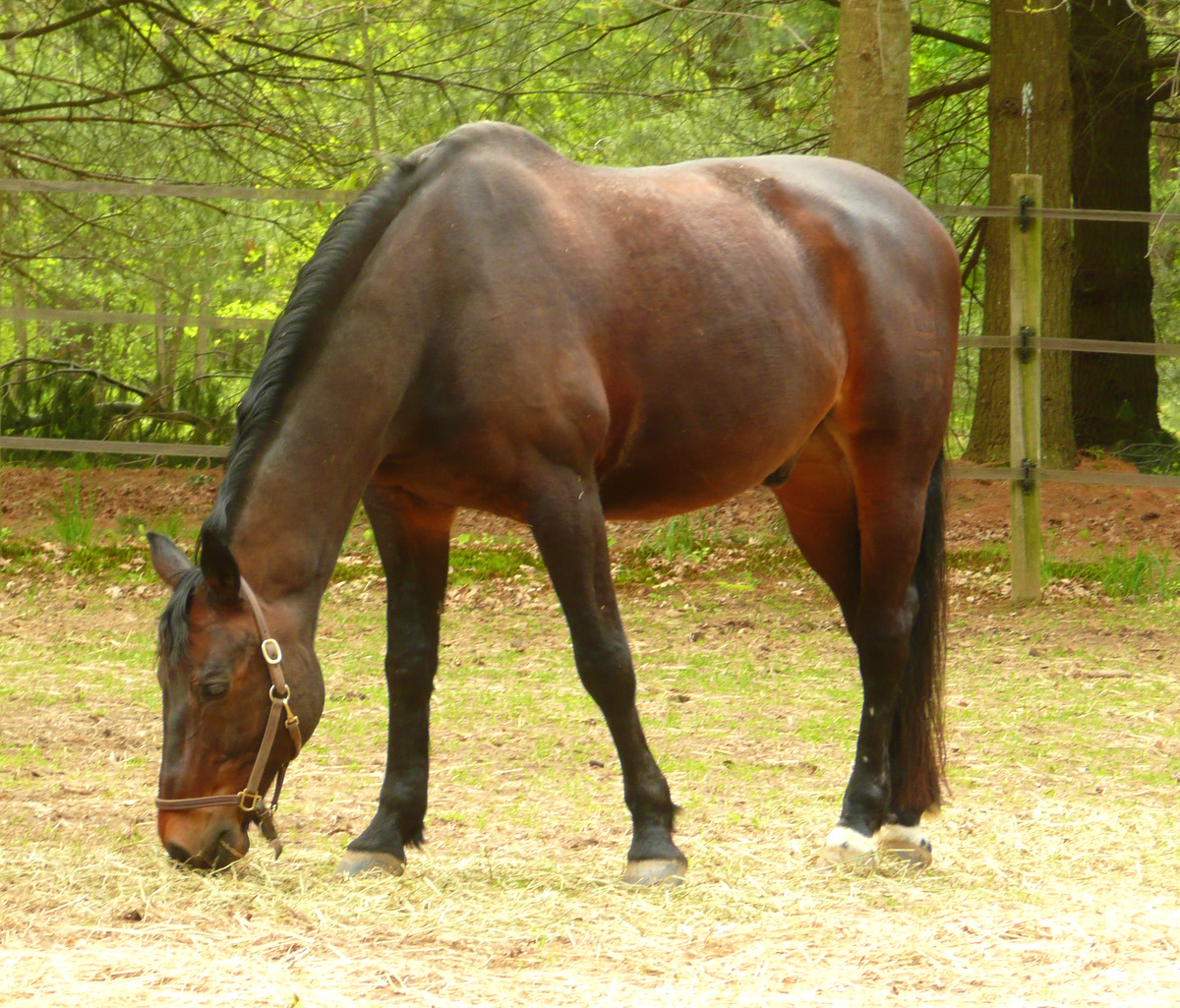 Danish Warmblood