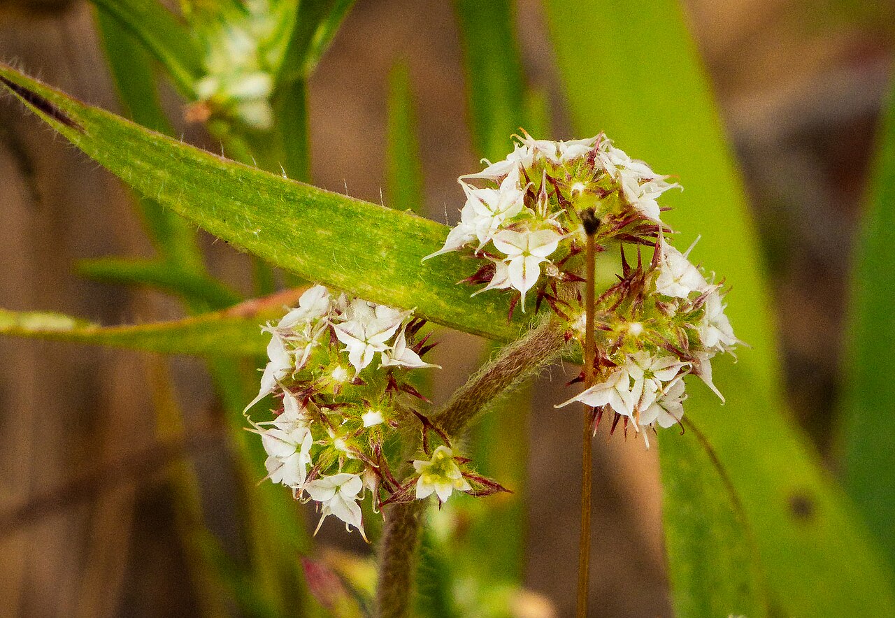 Chorizanthe diffusa
