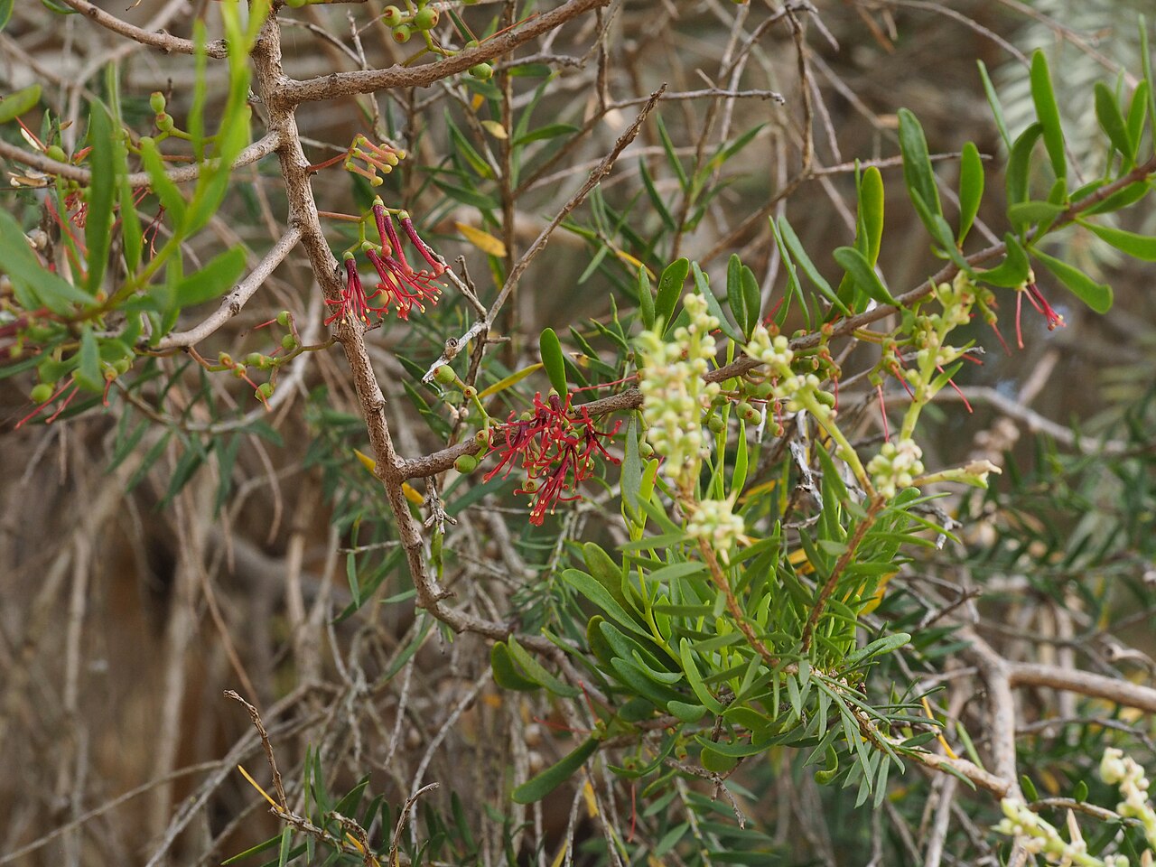 Amyema gaudichaudii