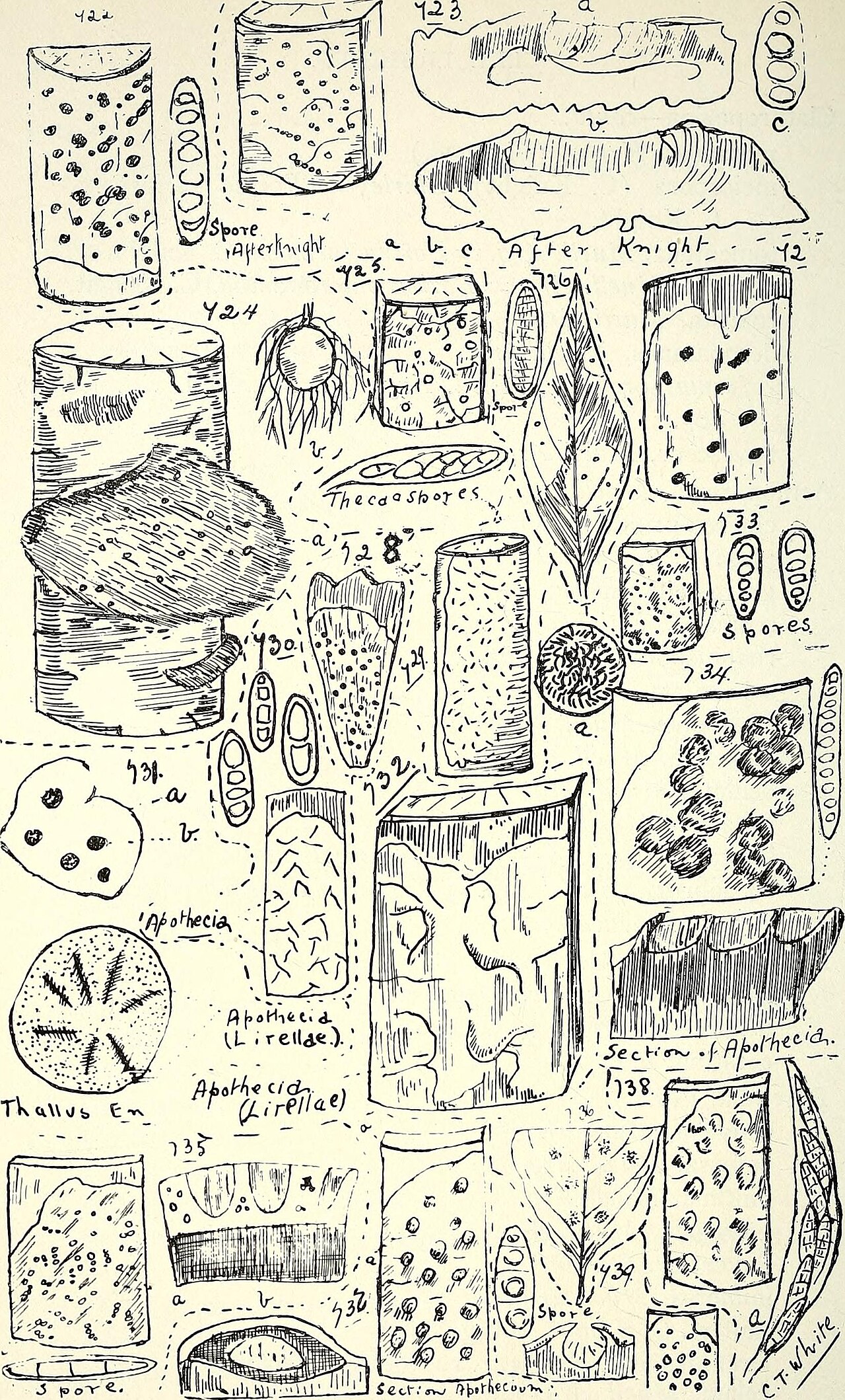 Graphis cincta