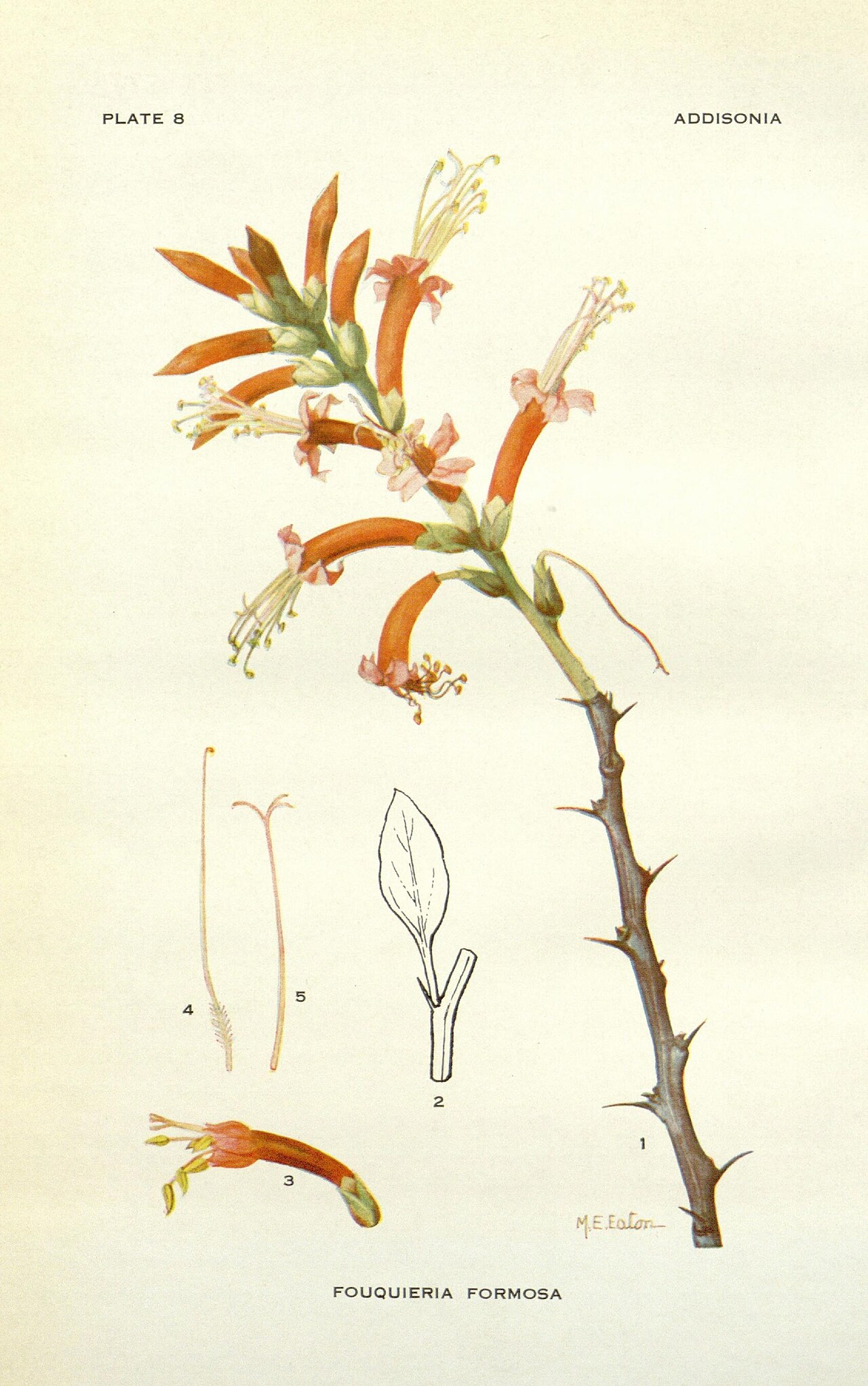 Fouquieria formosa