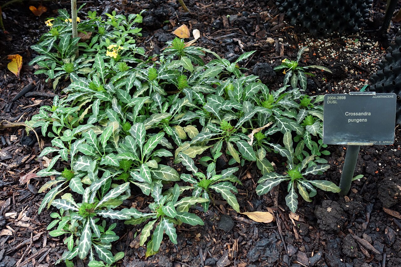 Crossandra pungens