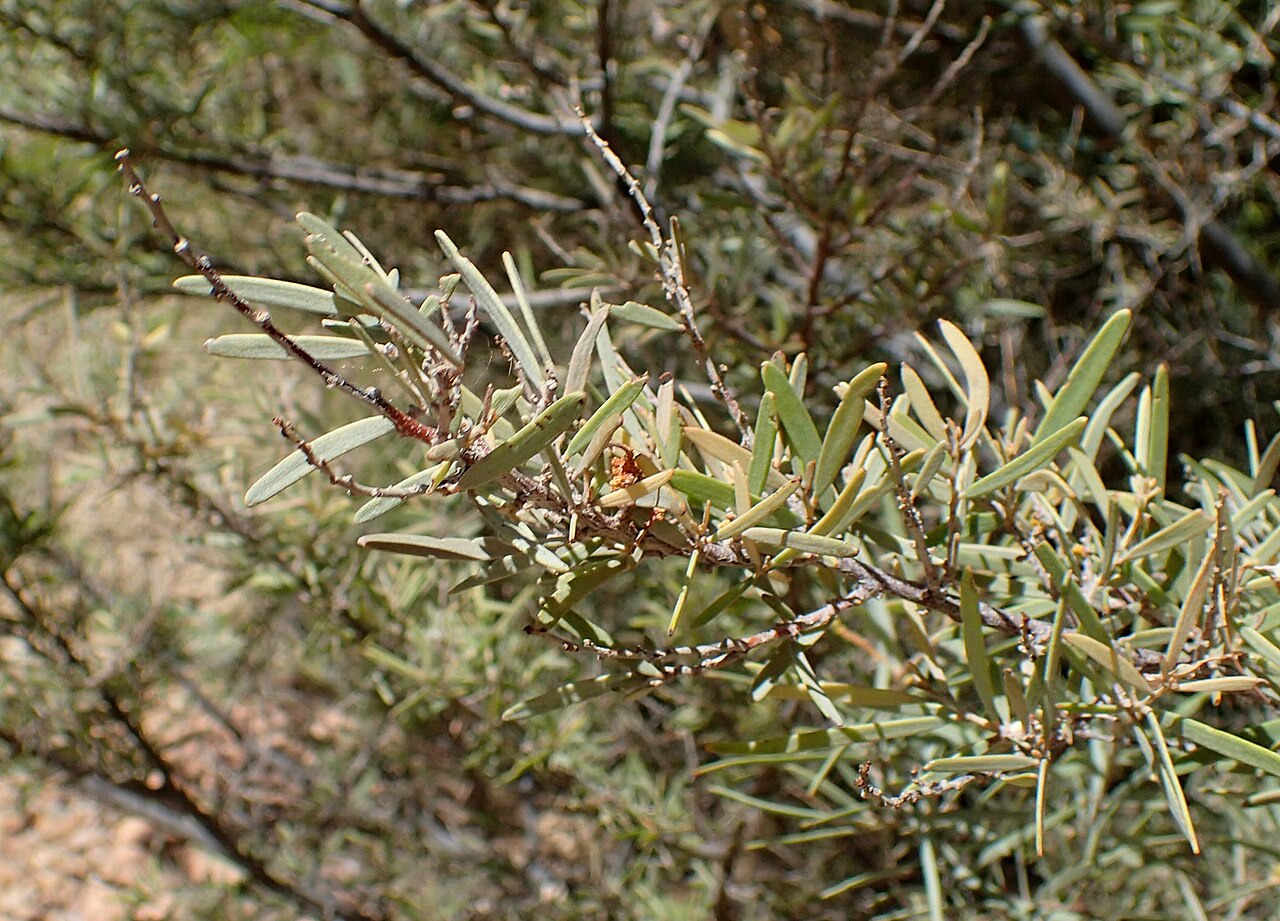 Acacia aneura