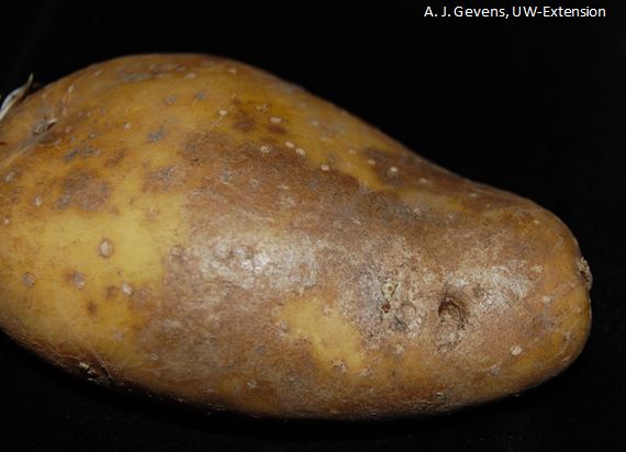 Helminthosporium solani