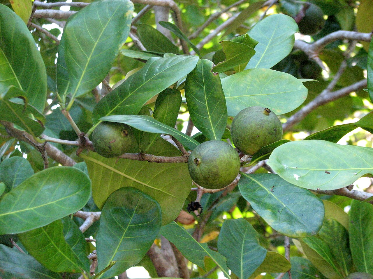 Atractocarpus fitzalanii