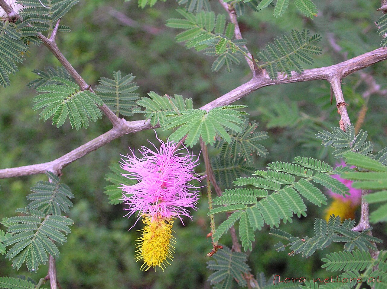 Dichrostachys cinerea