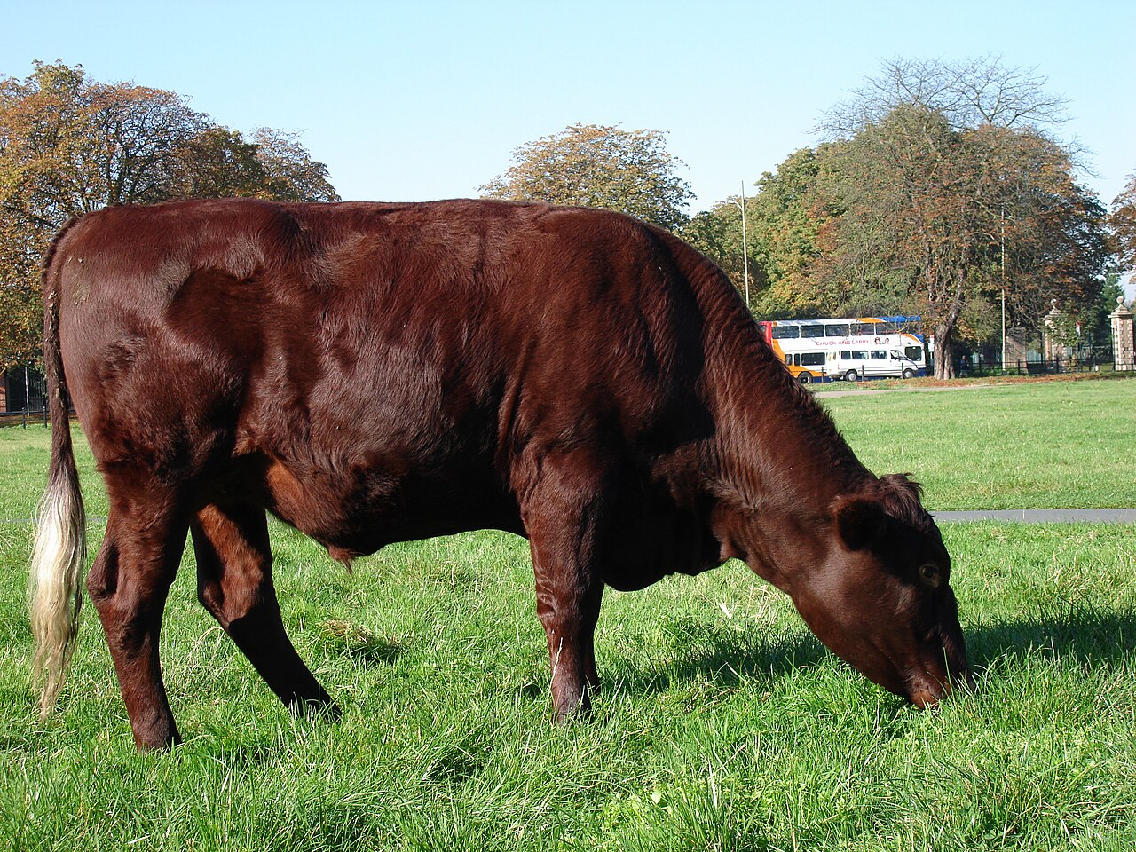 Red Poll
