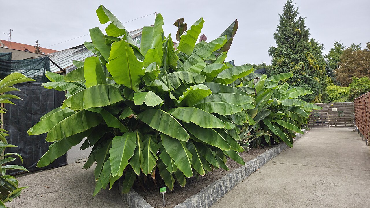 Musa basjoo