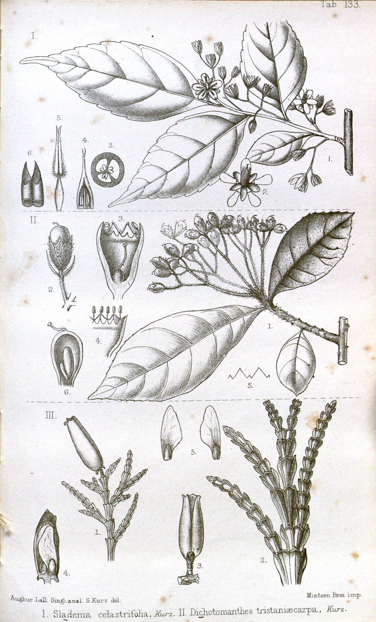 Calocedrus macrolepis