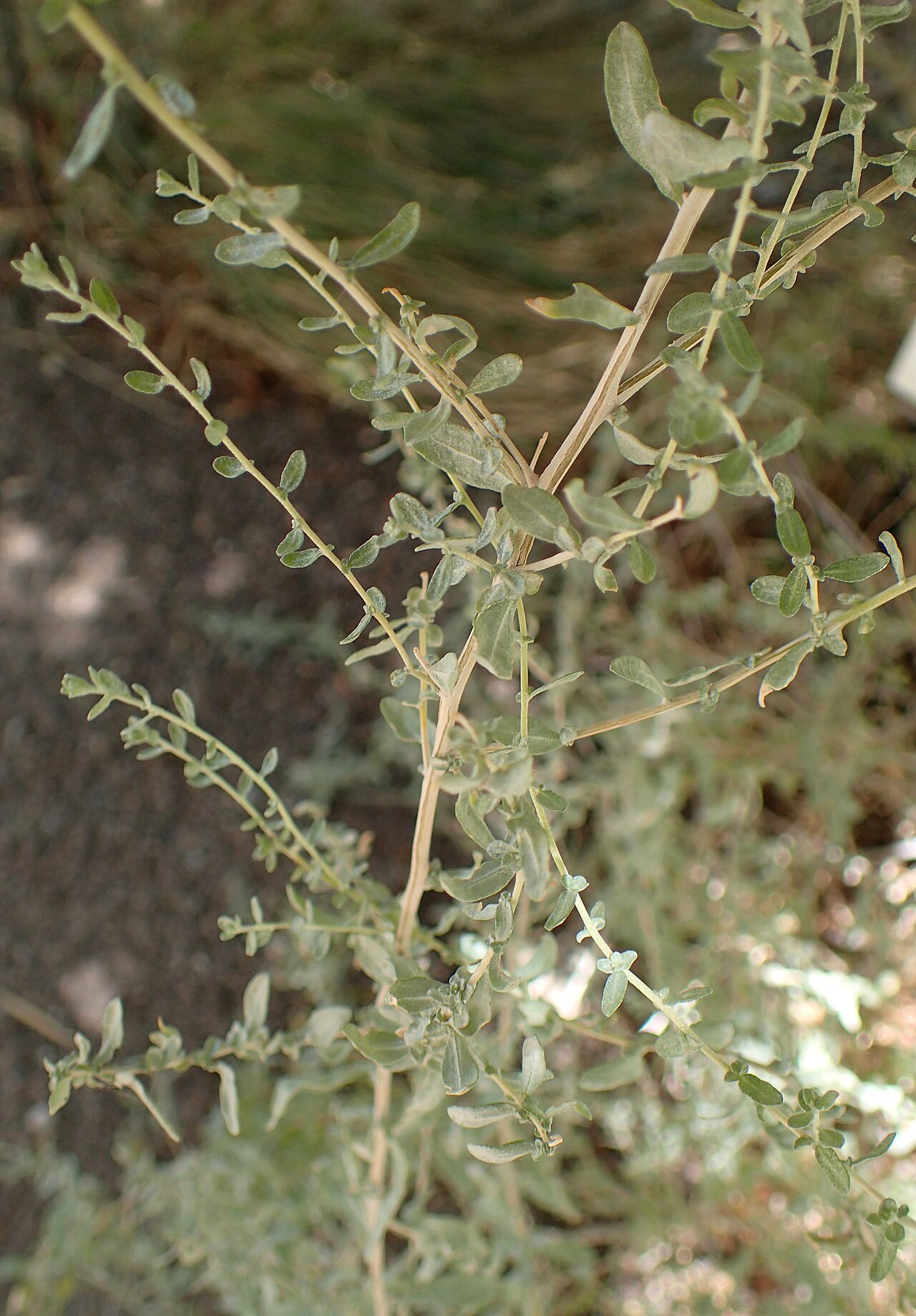 Atriplex polycarpa