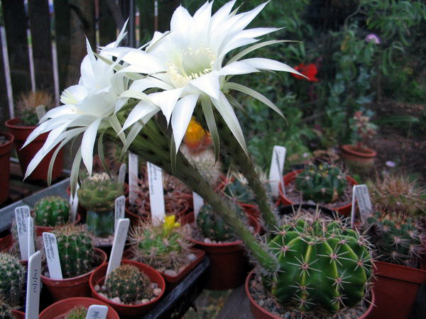 Echinopsis adolfofriedrichii