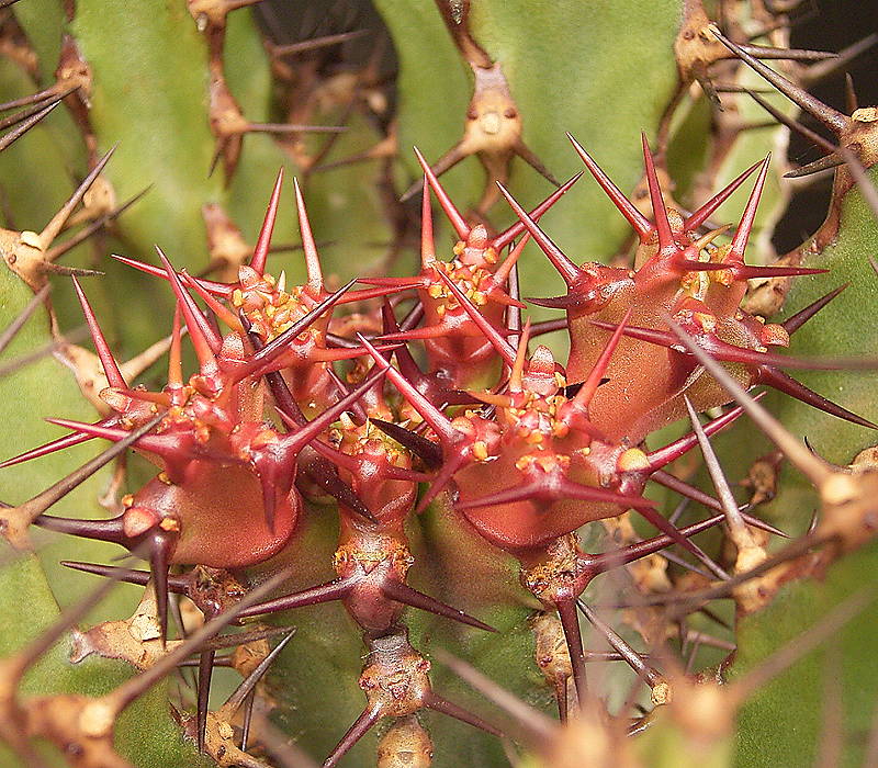 Euphorbia zoutpansbergensis
