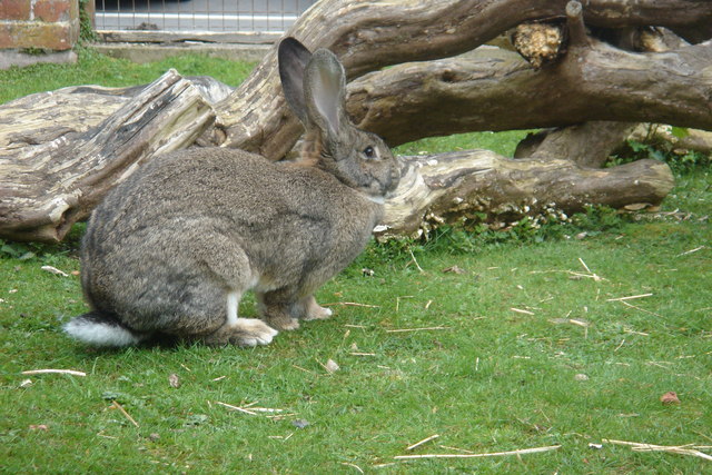 British Giant rabbit