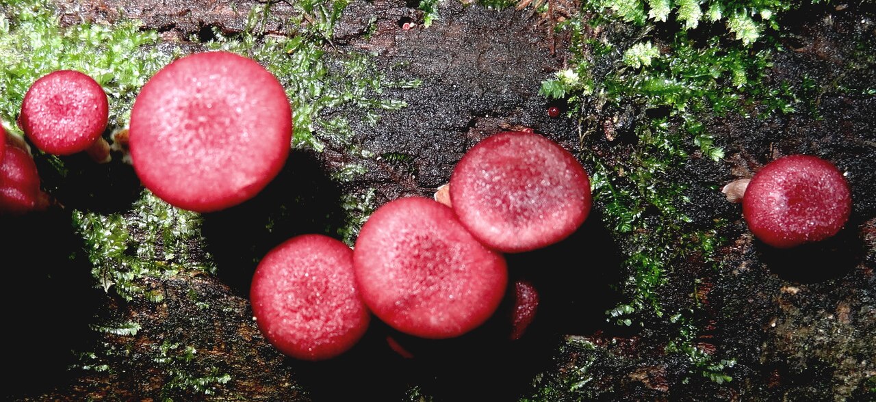 Gymnopilus subpurpuratus