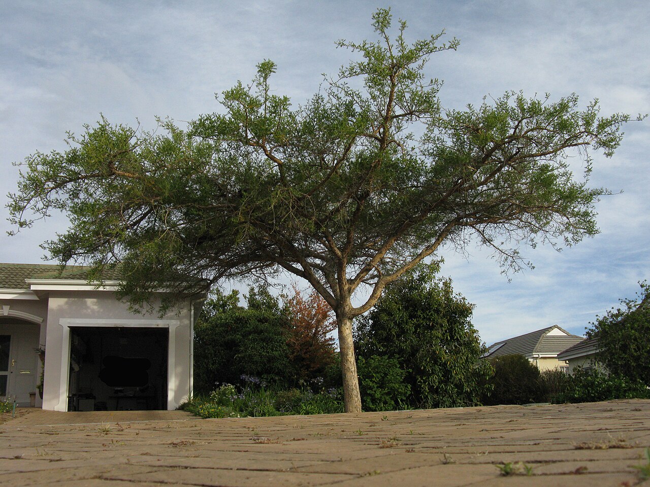 Acacia amboensis