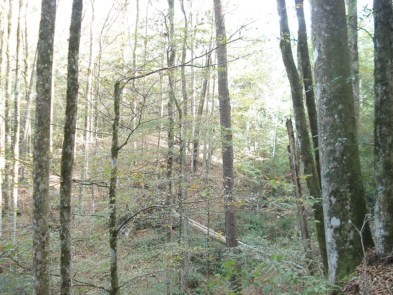 Fagus grandiflora