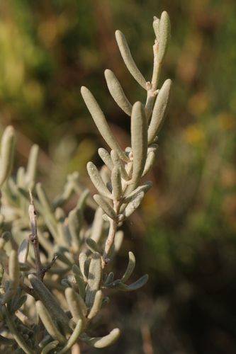 Atriplex lanfrancoi