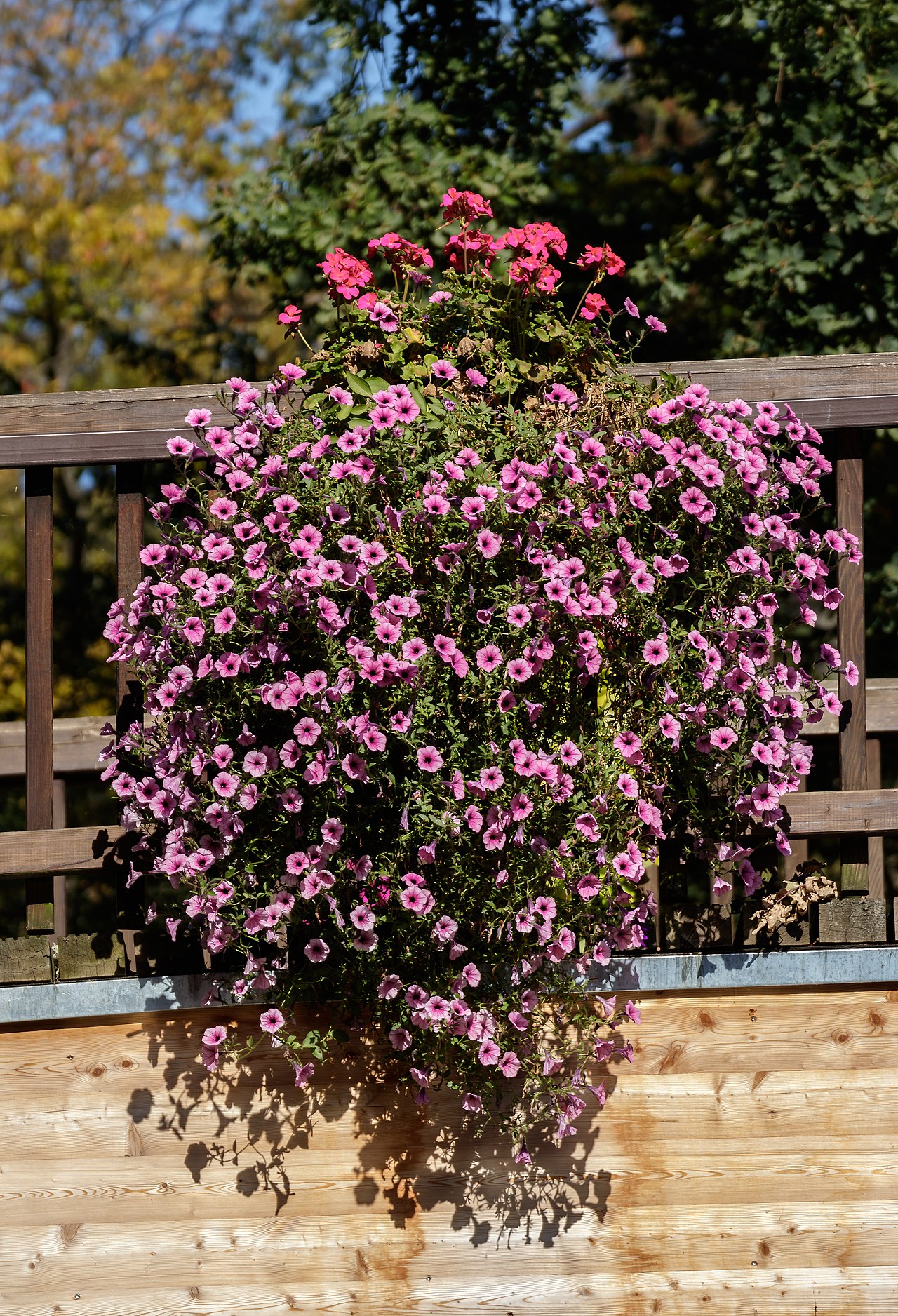 Petunia ×hybrida