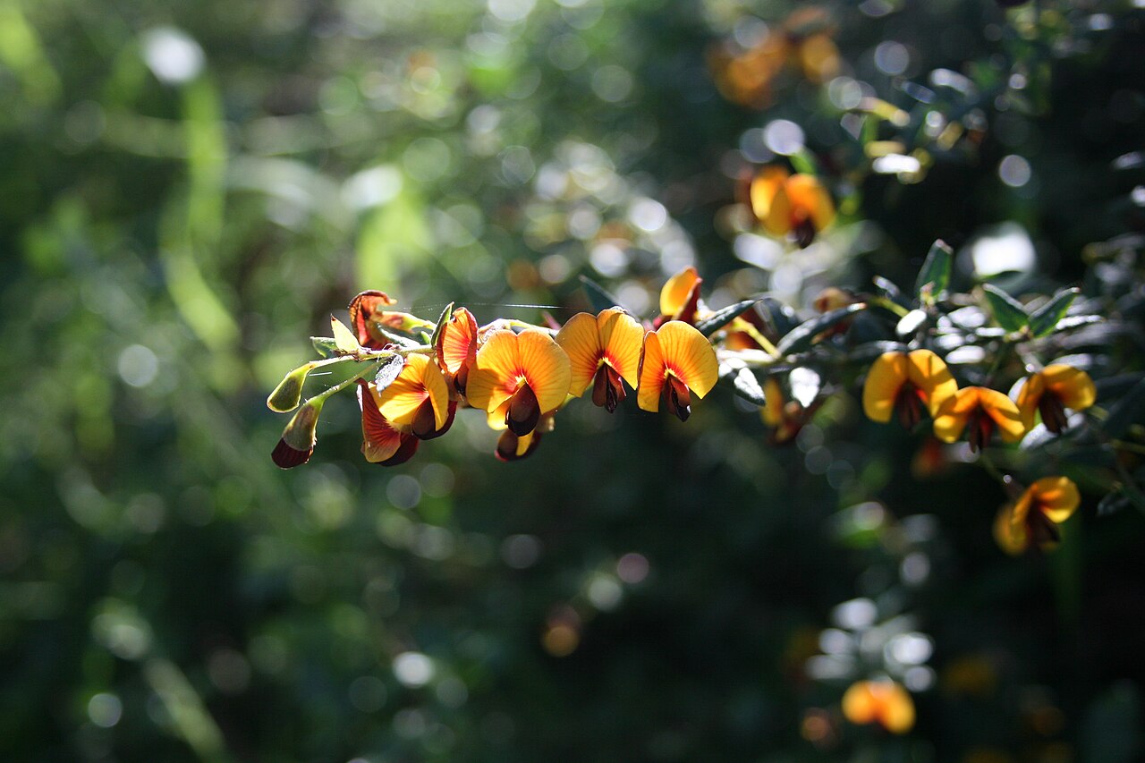Showy bossiaea