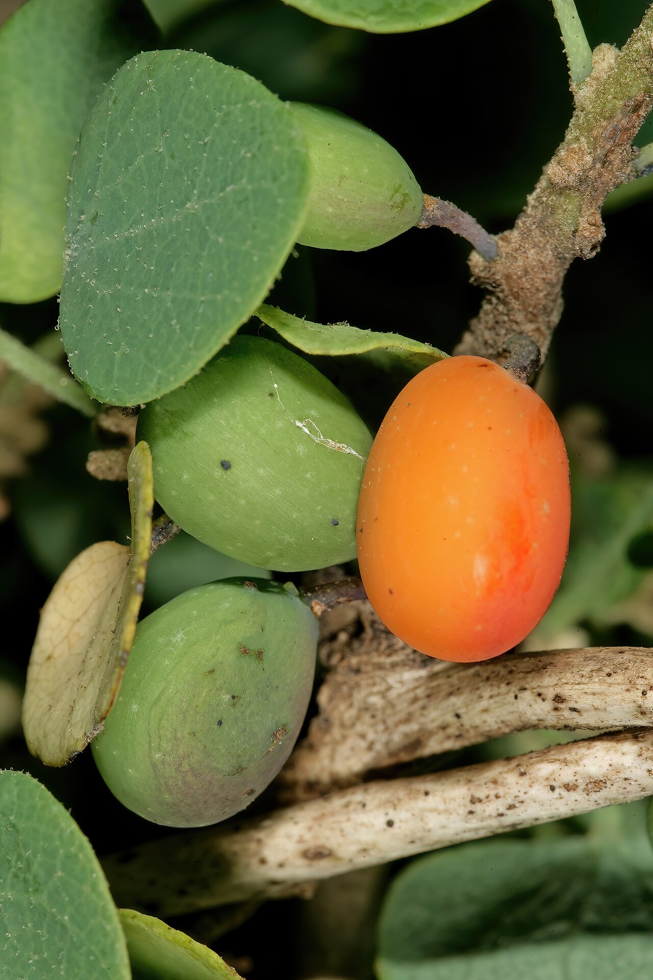 Cissampelos capensis