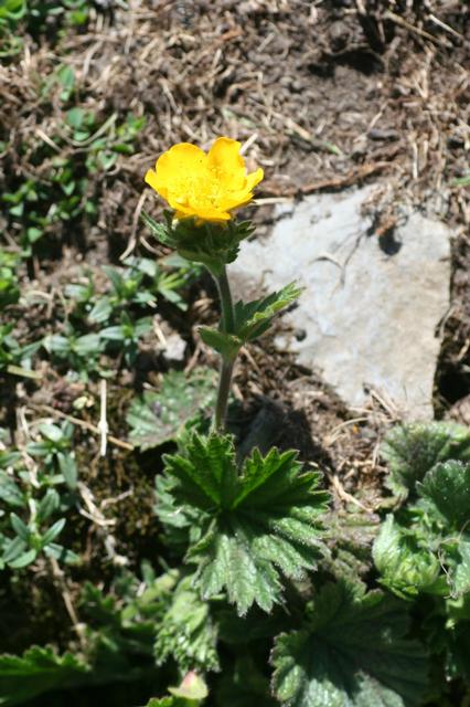 Geum pyrenaicum