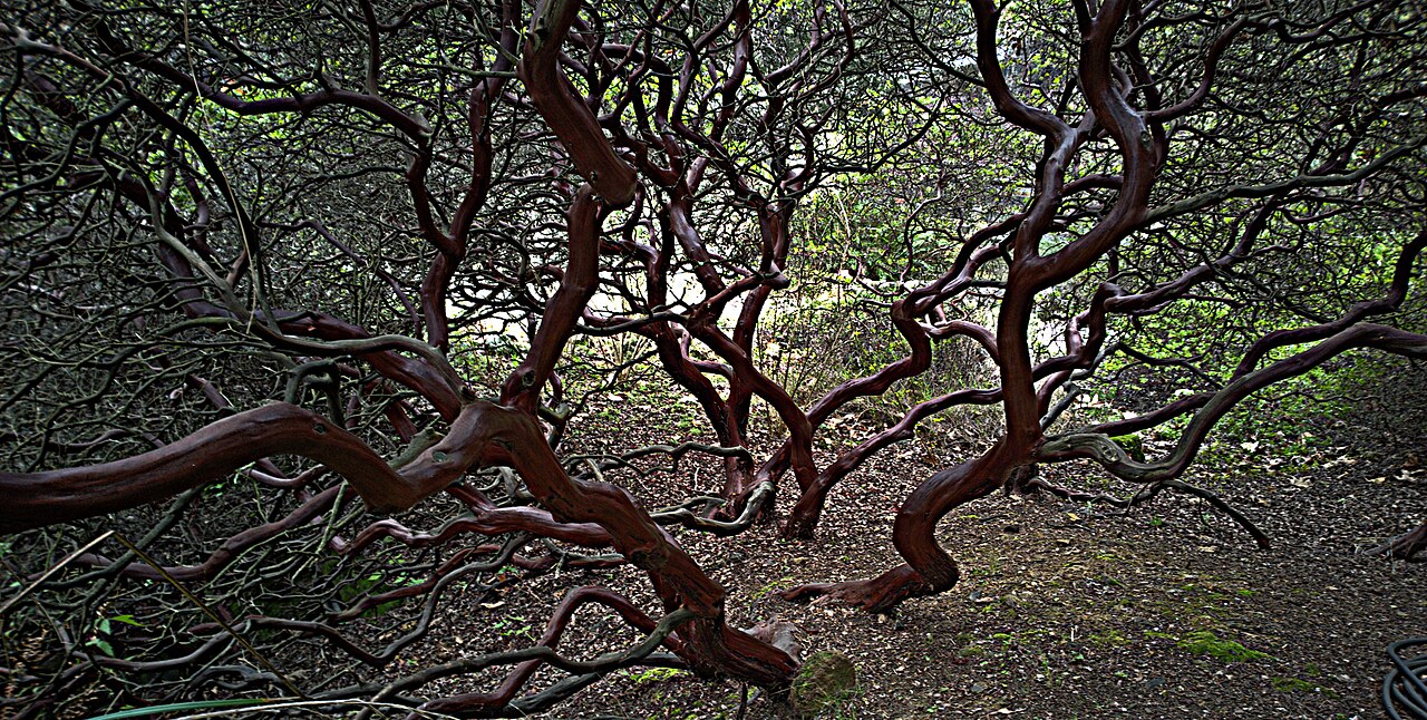 Arctostaphylos purissima