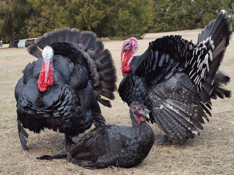 Norfolk Black