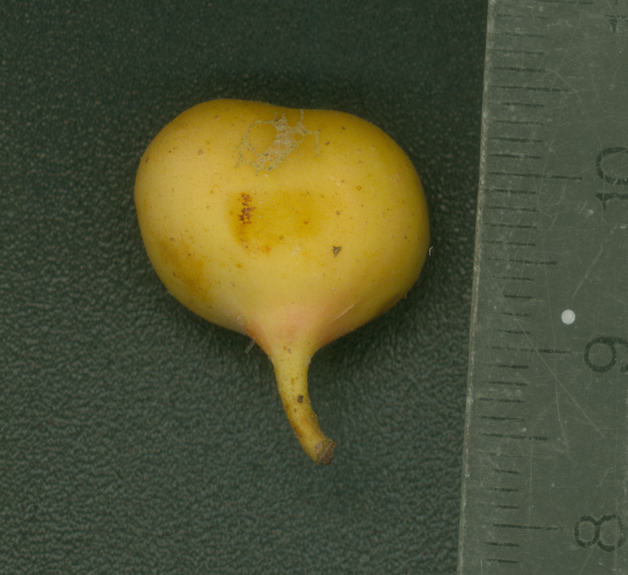 Ficus opposita