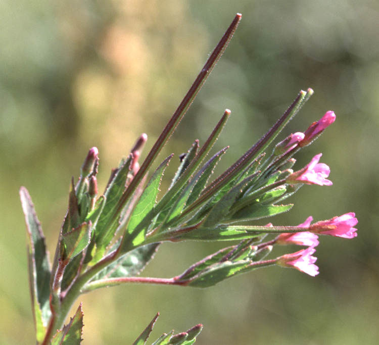 Epilobium ciliatum