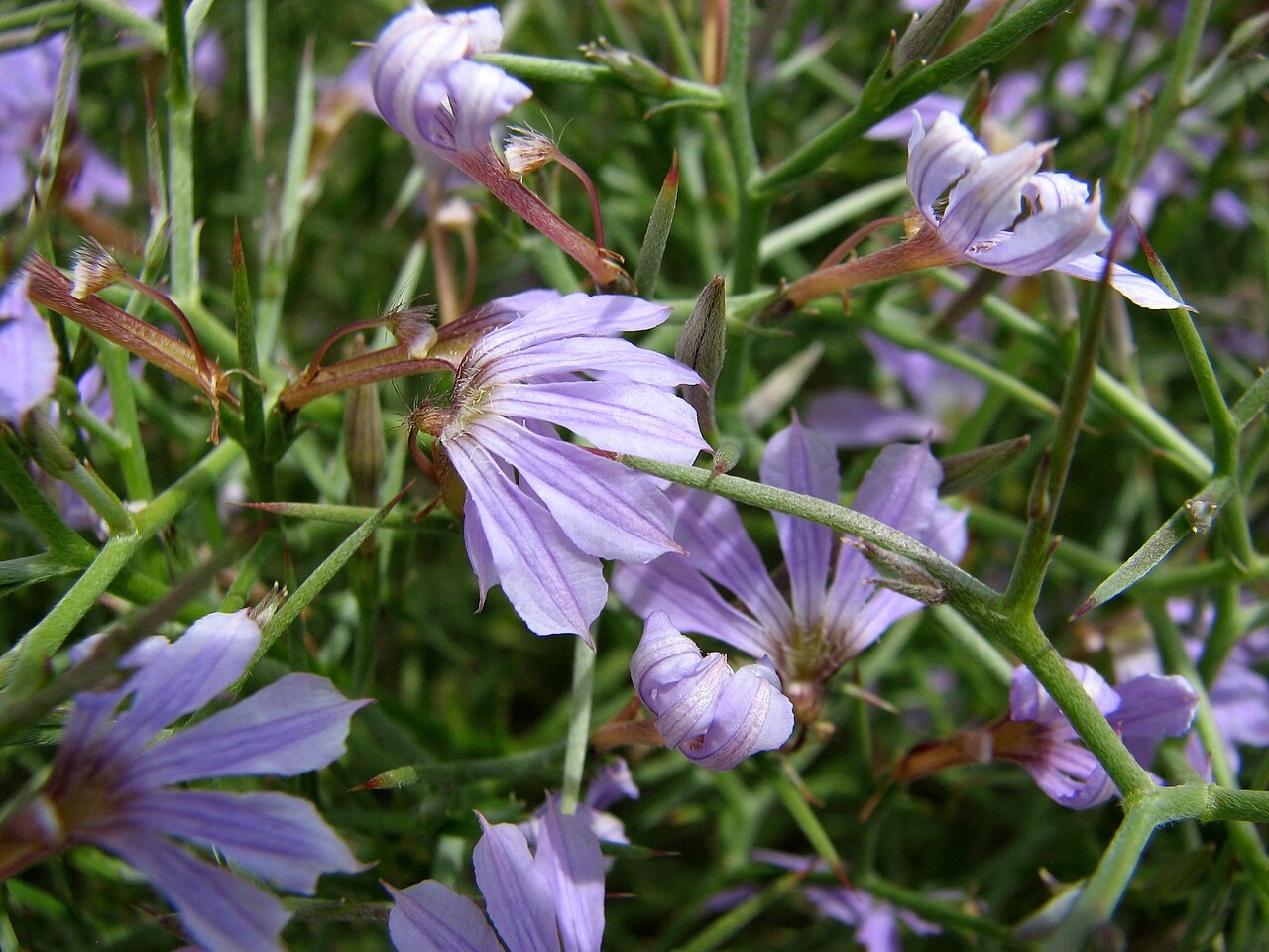 Scaevola oxyclona
