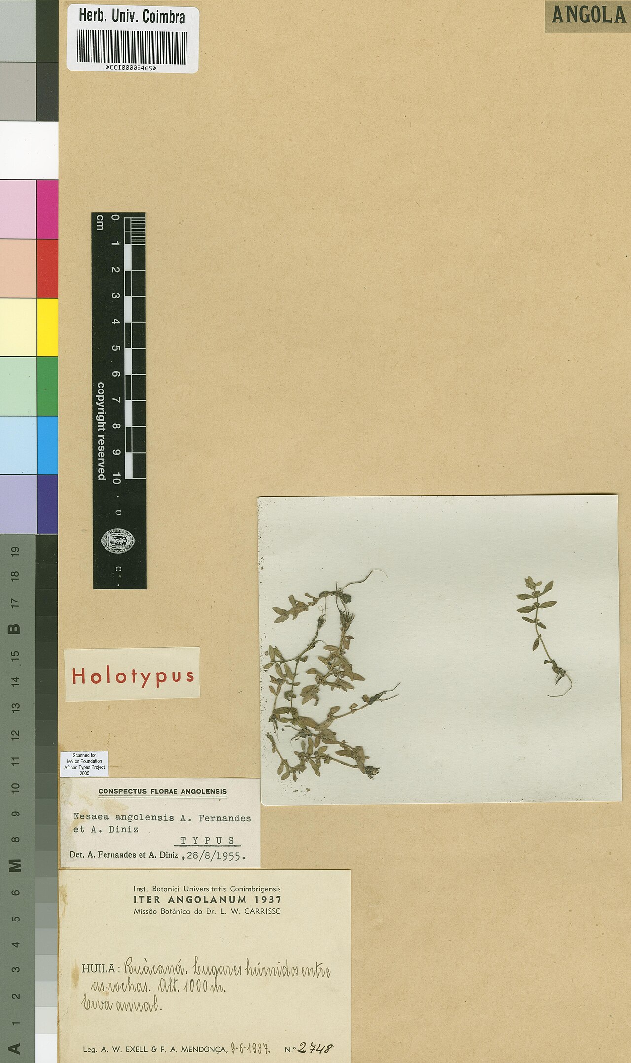 Ammannia angolensis