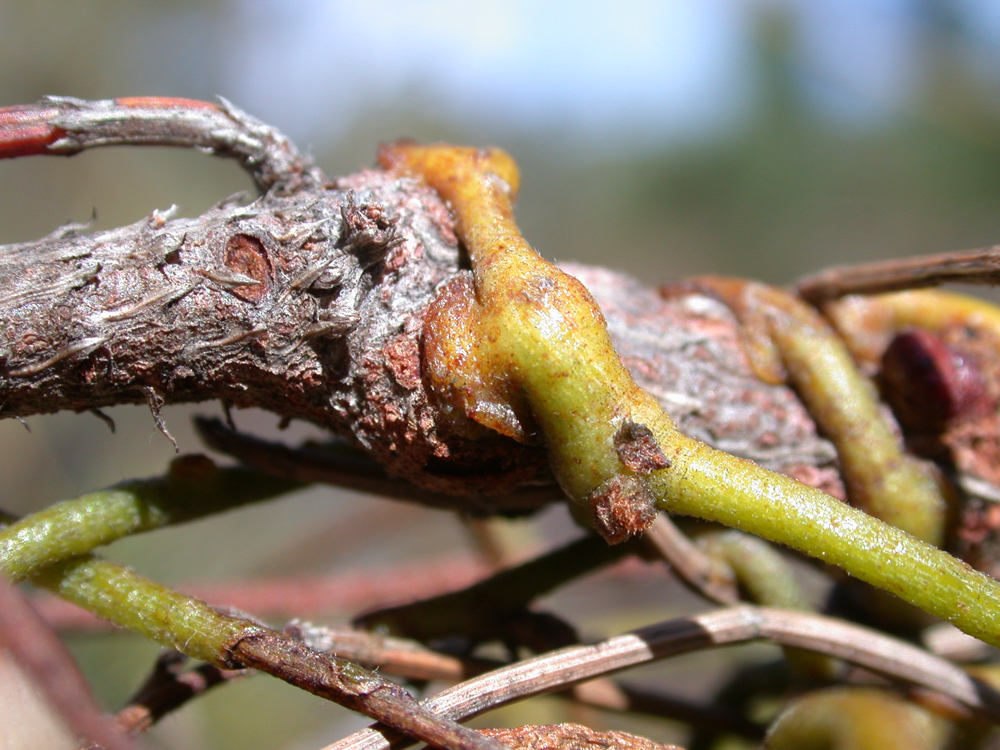 Cassytha pubescens