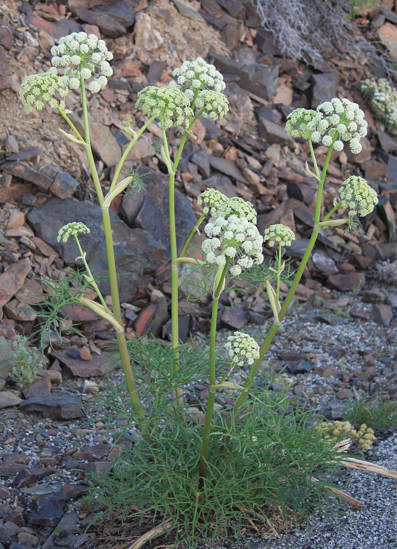 Angelica lineariloba