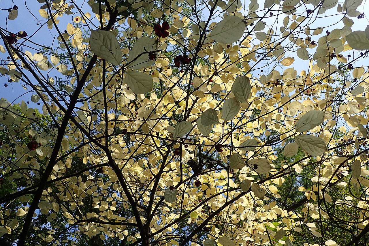 Euonymus latifolius