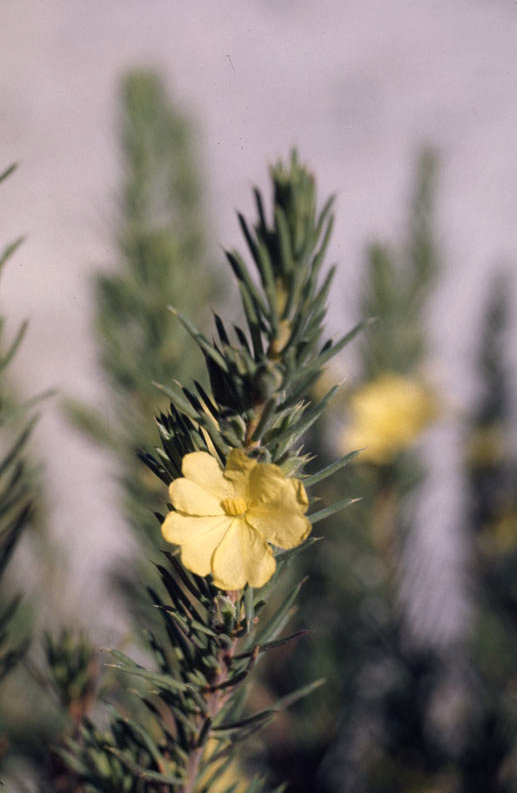 Hibbertia mucronata