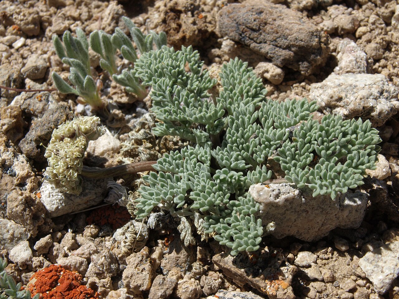Aulospermum cinerarium