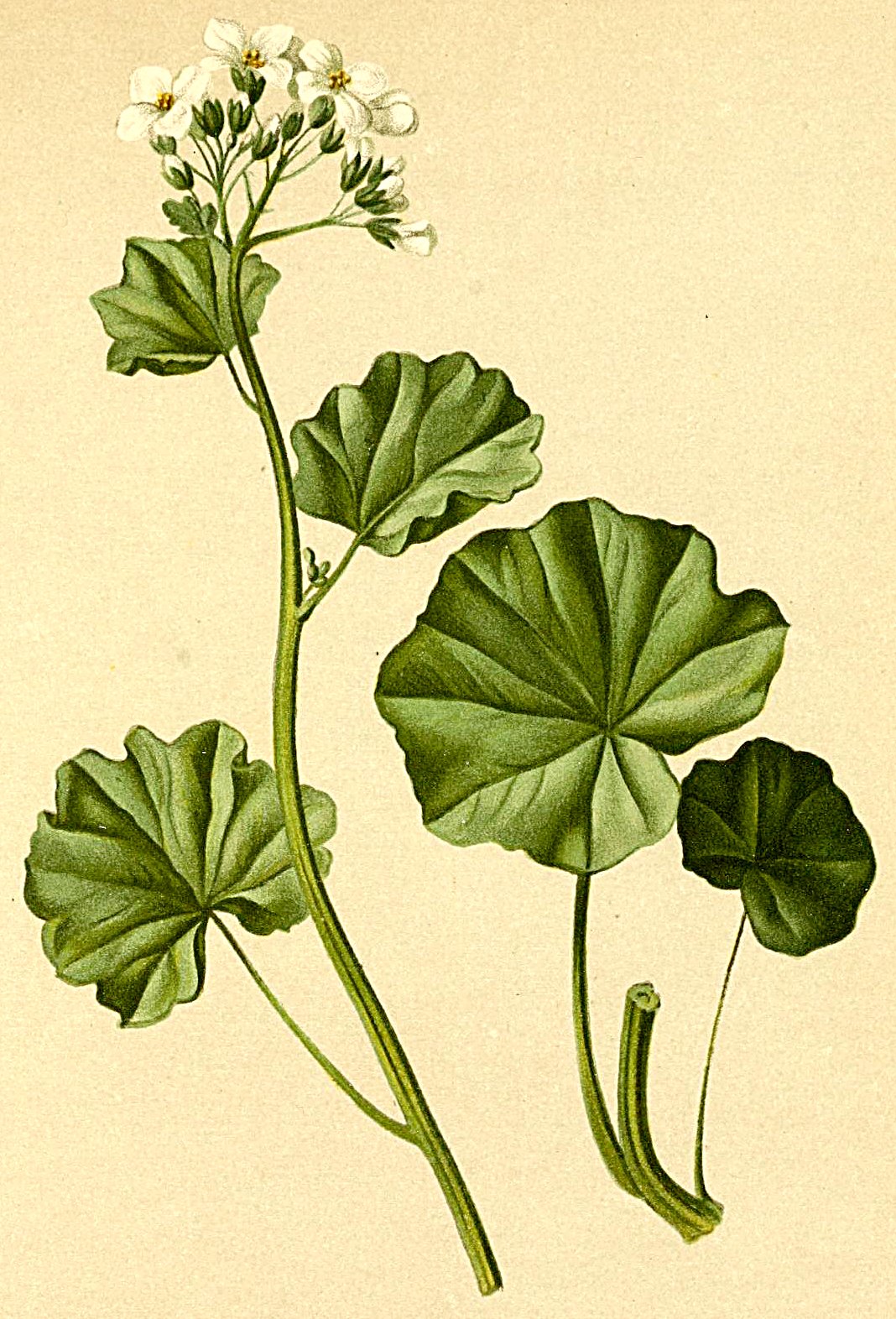 Cardamine asarifolia