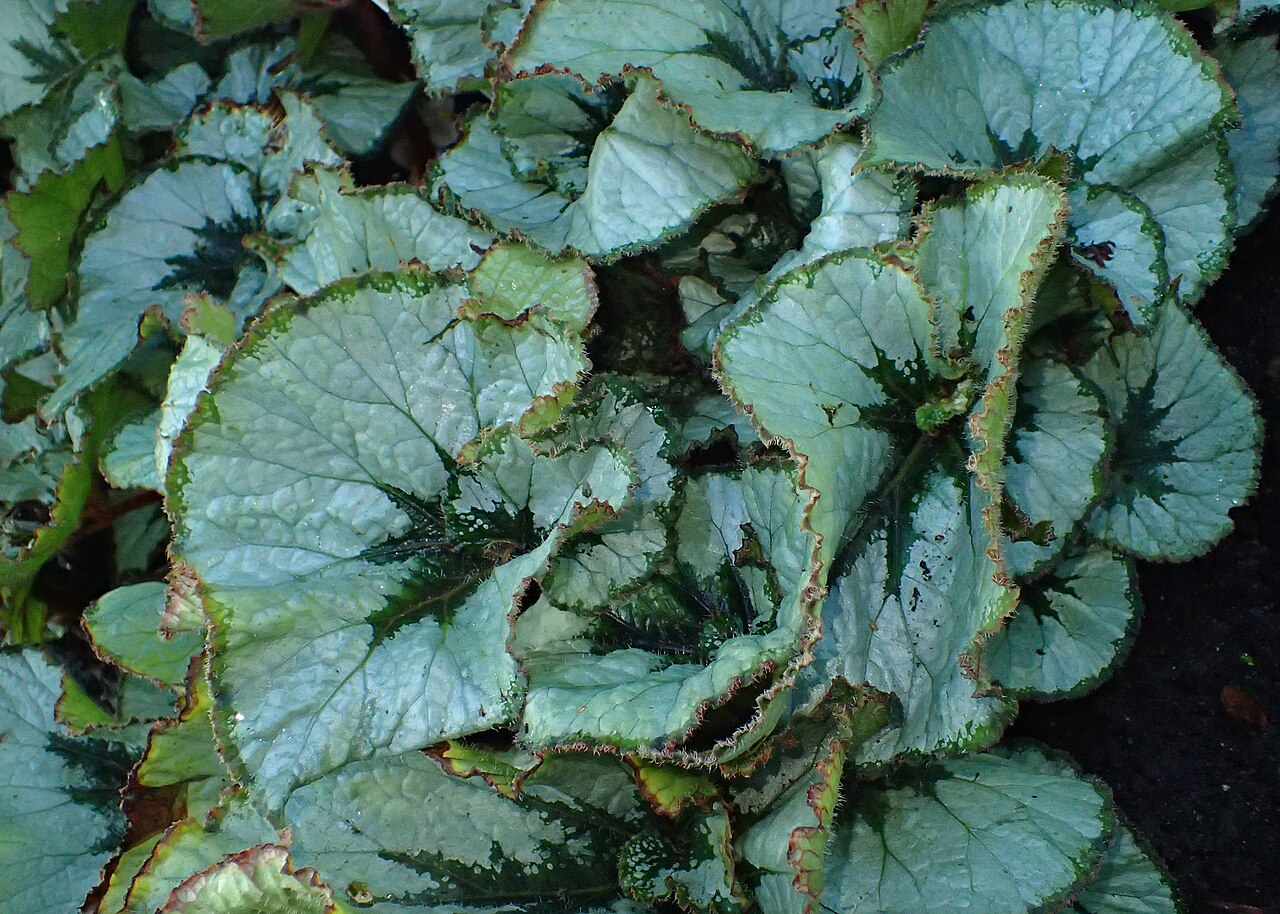 Begonia incarnata