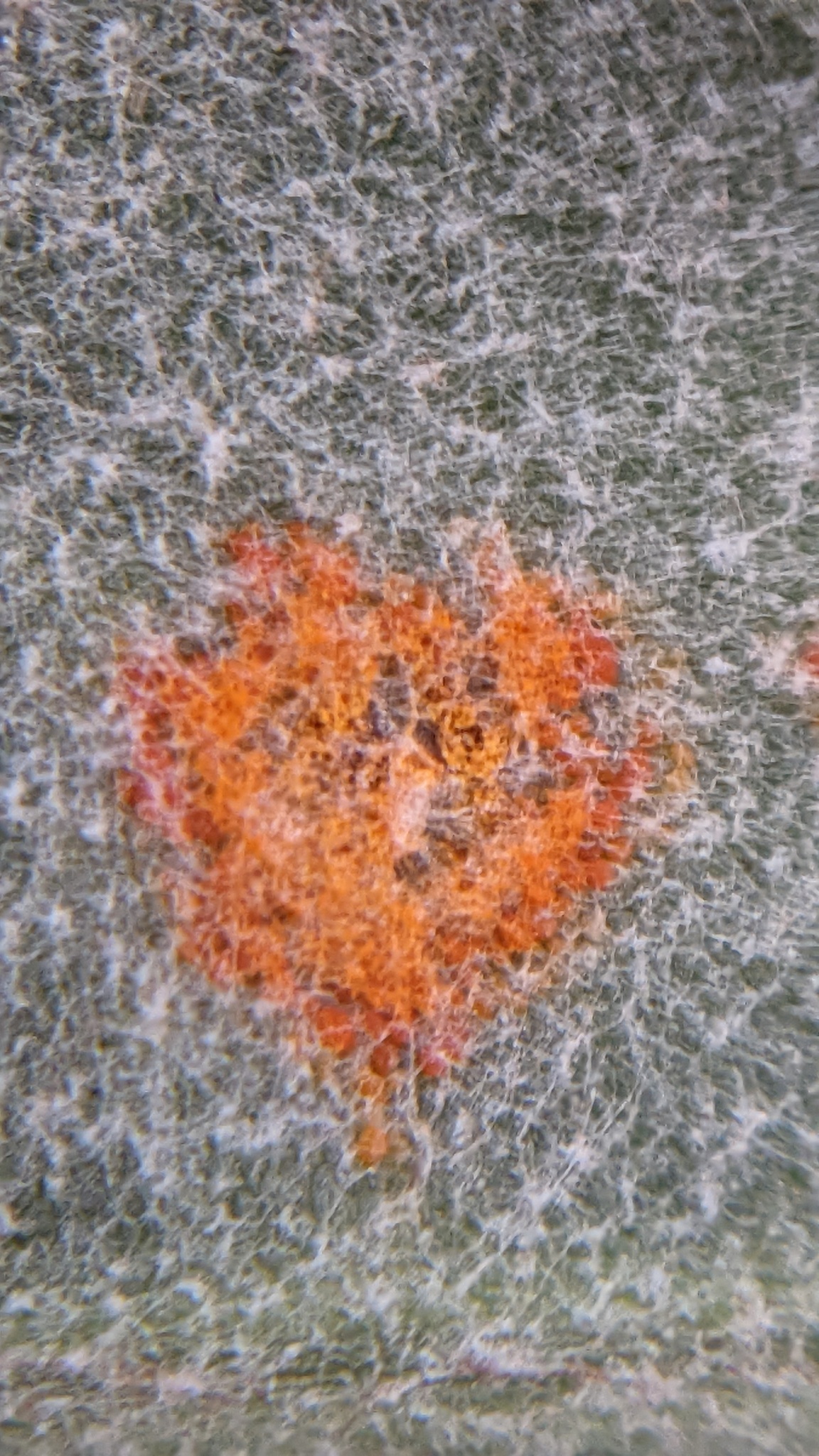 Coleosporium tussilaginis